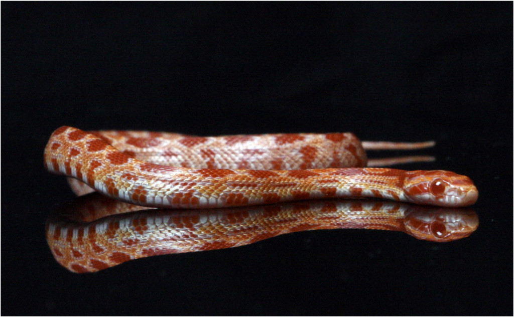 corn-snake