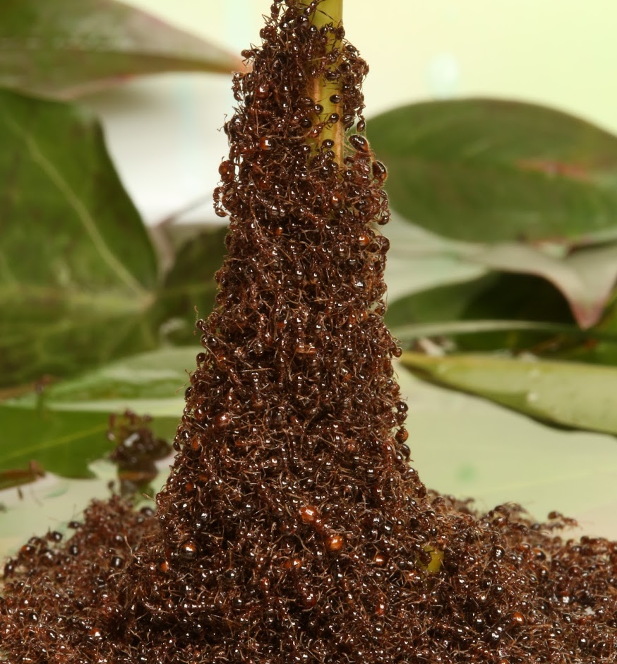 fire ants perpetually rebuild sinking towers (royal society open